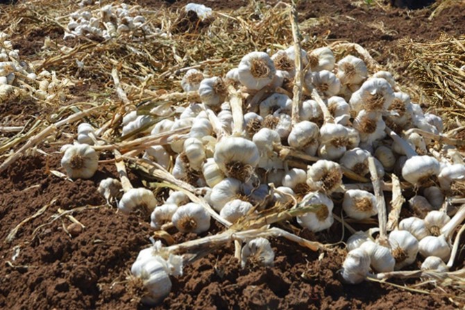 Sel ve dolu sarımsak fiyatlarını ikiye katladı