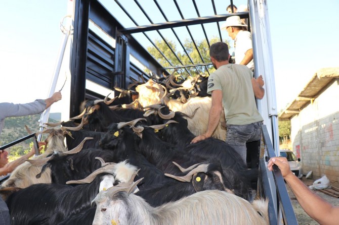 ​Doğu illerinden batı illerine kurbanlık sevkiyatı
