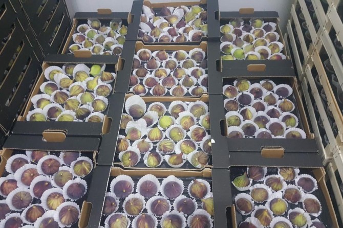 Taze siyah incirin ihracat yolculuğu başladı