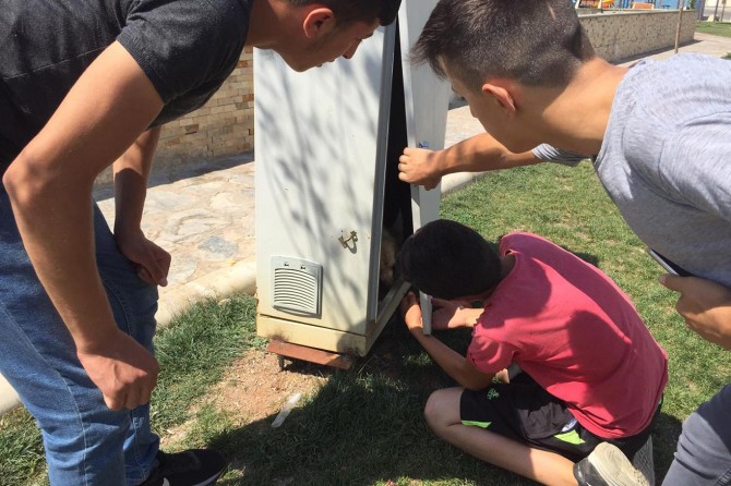 Batman'da elektrik panosuna hapsedilen yavru köpeği vatandaşlar kurtardı