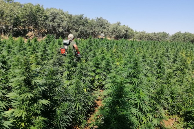 Milyonek û 288 hezar û 960 kok kenewîr hat îmhakirin