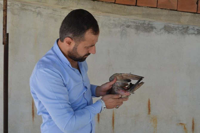 Yaralı hayvanları tedavi edip doğaya salıyor