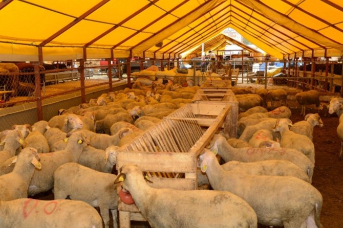 Siirt'te kurban satış ve kesim yerleri belirlendi