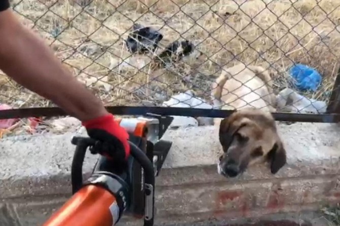 Şanlıurfa Haliliye'de tel örgülere kafası sıkışan köpek kurtarıldı