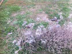 Suriyeli Kaçak Avcılar Yakalandı