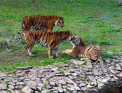 Üçü Bir Arada Olan Kaplan