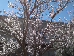 Baharın Müjdecisi Bademler Çiçek Açtı