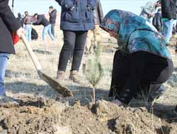30 Bin Çam Fidanı Dikildi