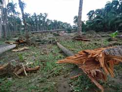 Filipinler'deki Selde Ölü Sayısı 800'ü Geçti