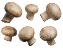 Elazığ İl Halk Sağlığı Müdürlüğü'nden Mantar Uyarısı