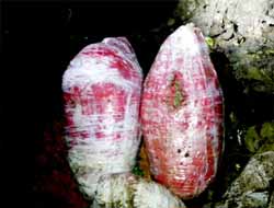 Bismil'de 19 Kilogram Esrar Yakalandı