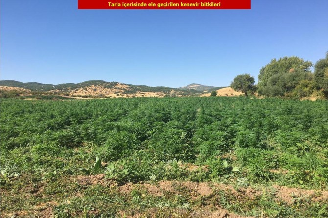 Li Diyarbekirê 6 milyon kok kenewîr hat bidestxistin