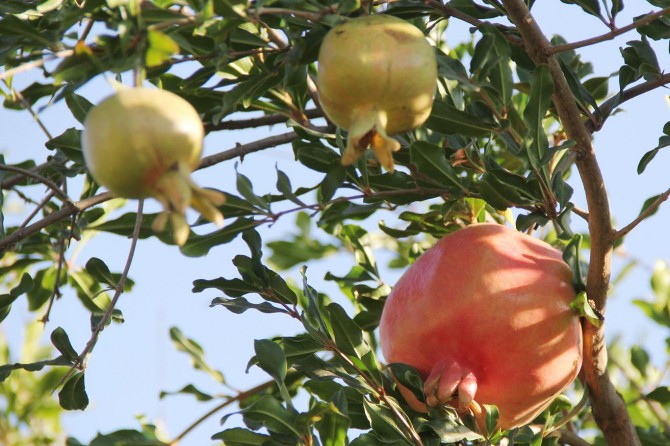 Oğuzeli Narı tescillendi