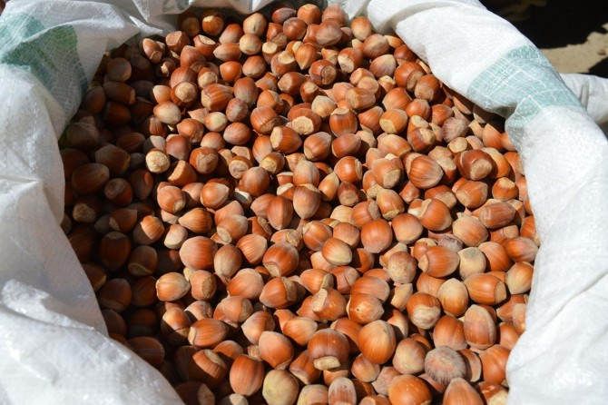 Fındık alım ödemeleri başladı