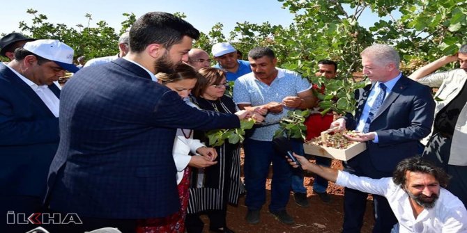 Gastronomi festivali Antep fıstığı hasadı ile devam ediyor