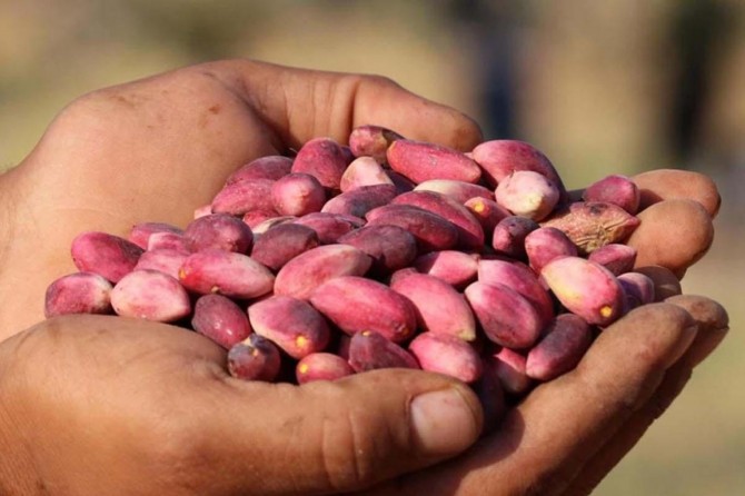 Fıstıktaki fiyat artışı üretim bazlı destekle engellenebilir