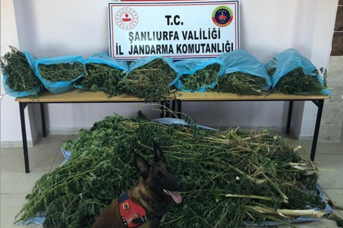 Esrar ve kenevir ele geçirildi