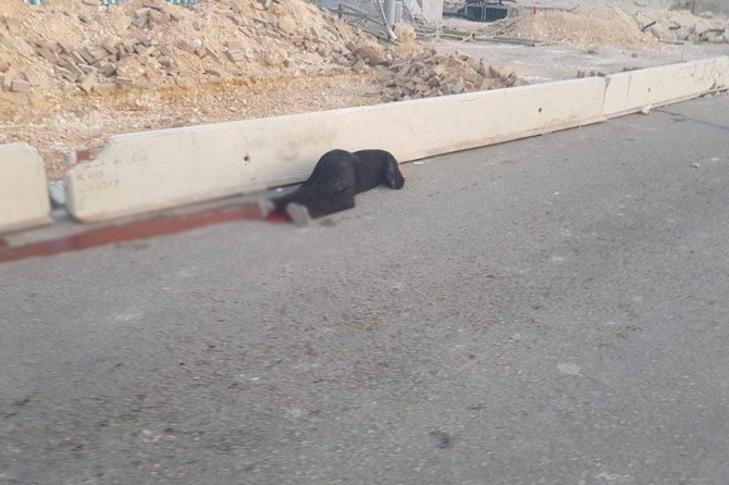 Occupation gangs massacred a Palestinian woman