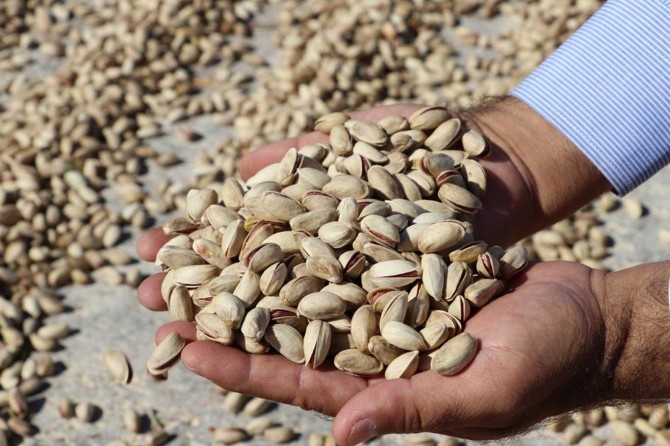 Antep fıstığının tarladan tezgâha zorlu yolculuğu