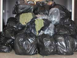 Bingöl'de 760 Kilo Esrar Ele Geçildi, 12 Kişi Tutuklandı