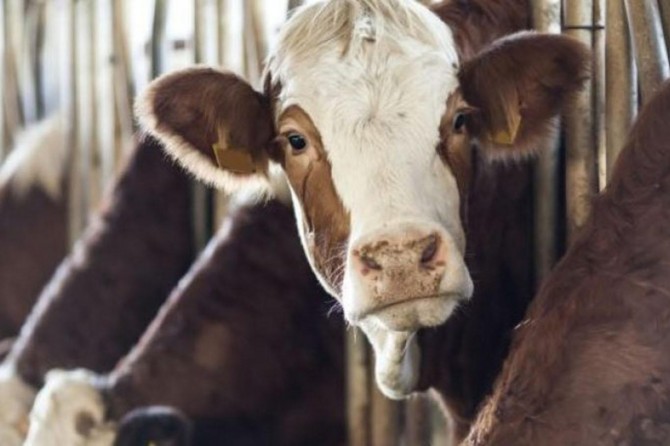 Hindistan'da inek kesen 3 kişi linç edildi