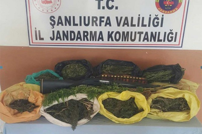 Şanlıurfa'da esrar ve kenevir ele geçirildi