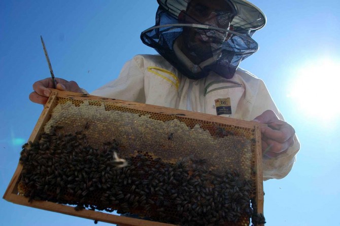 Ağrılı bal üreticisi hasattan memnun