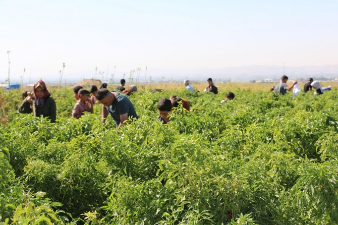 Vatandaşlar tarladan biber topladı