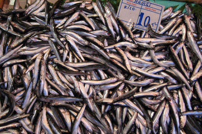 Karadeniz'de hamsi bolluğu