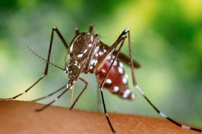 Sivrisinekler neden hep beni ısırıyor