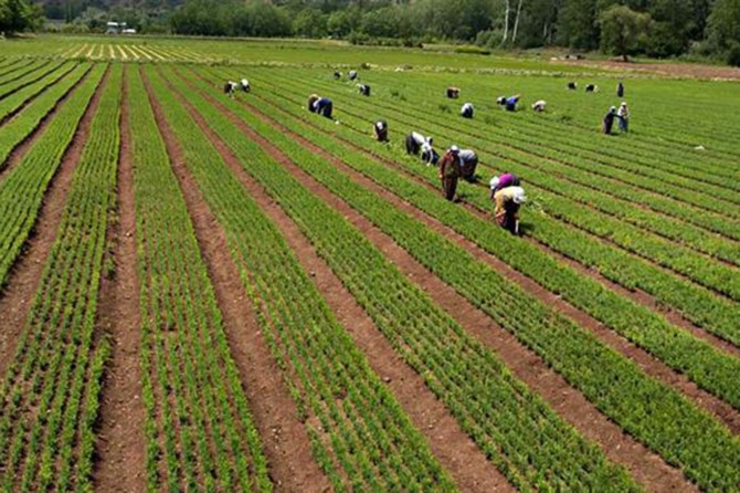 Yılda 350 milyon adet fidan üretiliyor