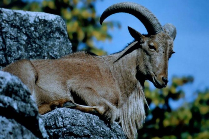 Ji kesekî ku pezkovî kuşt re 23 hezar lîre ceza hat dayîn