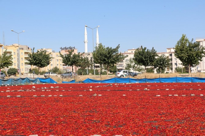 İsot üreticileri yer tahsisi istiyor