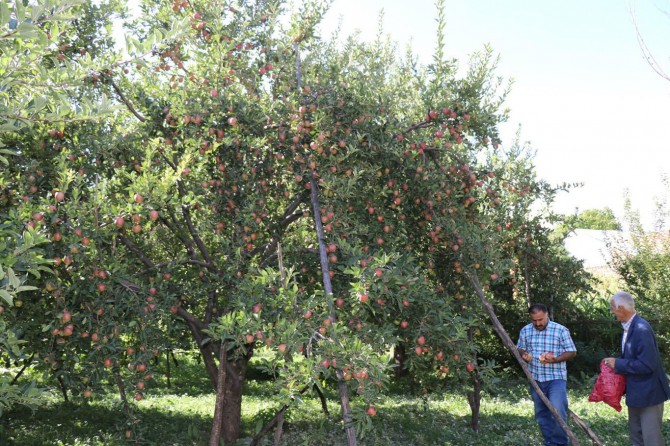 Çiftçinin sevinci yarıda kaldı