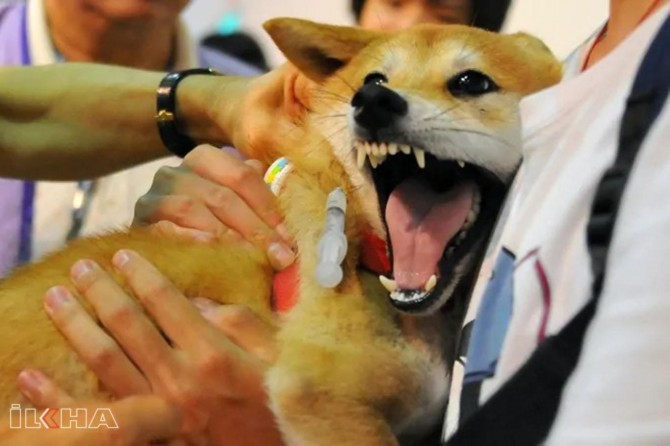 Rabies cases increases in Turkey