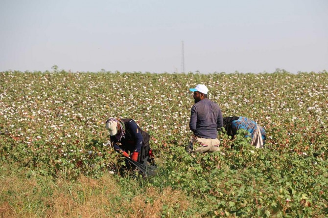 Elle toplanan pamukları naylon torbalara koymayın