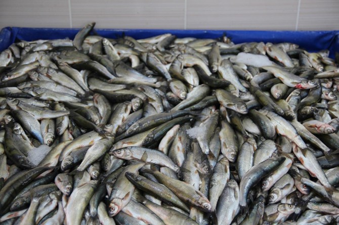 Balık stokları tükeniyor