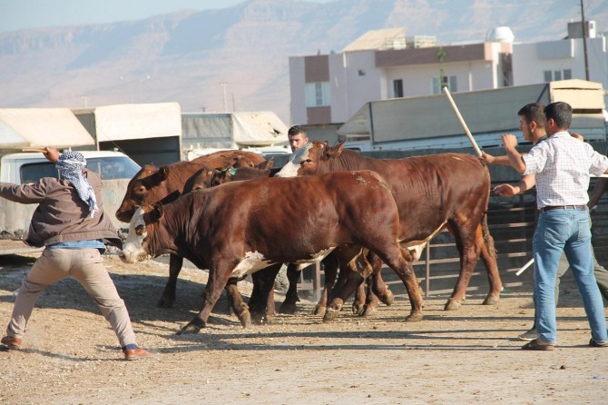 Büyükbaş hayvan sayısı arttı, küçükbaş azaldı
