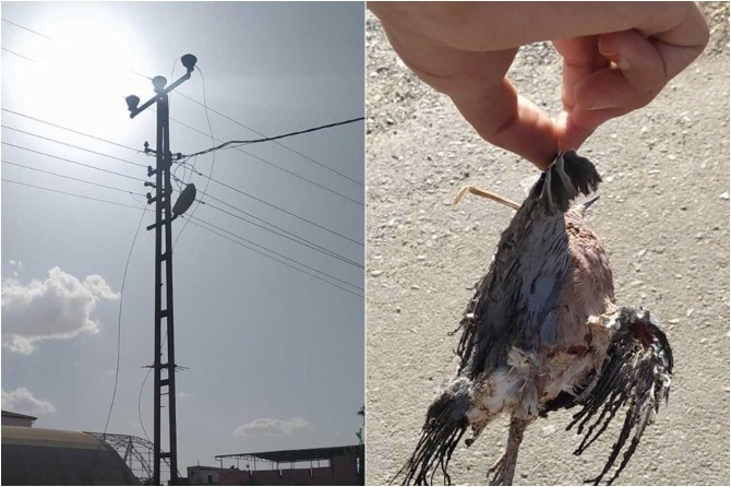 Elektrik akımına kapılan kuş telef oldu