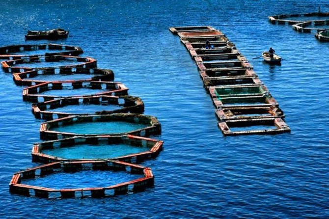 Su Ürünleri Kanununda değişiklik