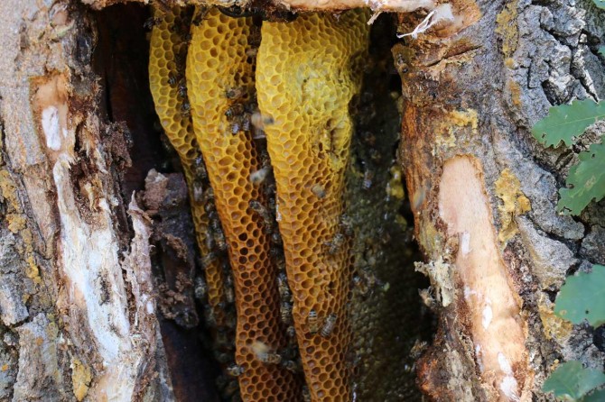 Propolisin faydaları saymakla bitmiyor