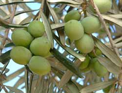 Sarıulak Zeytini İçin Patent Başvurusu Yapıldı