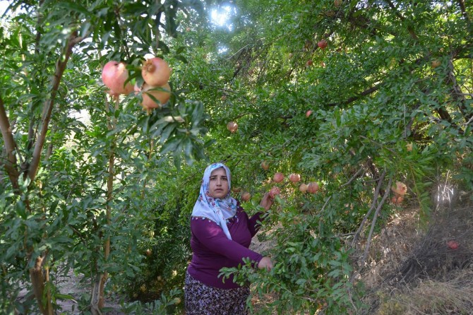 'Nar Lokumu' projesi ile Türkiye ikincisi oldu
