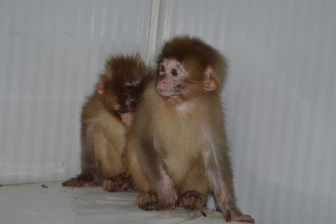 Nesli tükenme tehlikesi altındaki örümcek maymunları ele geçirildi