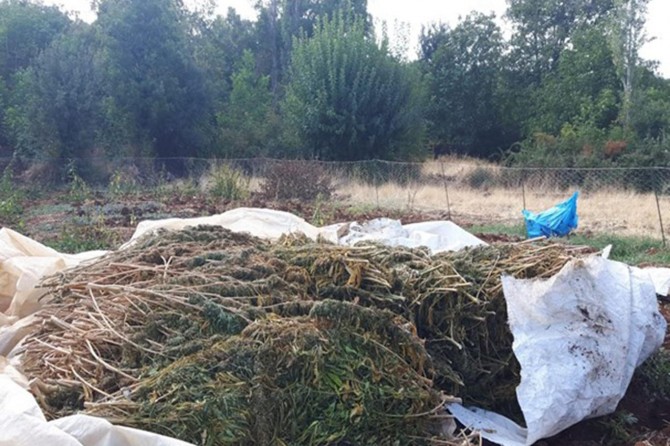 Li Diyarbekirê 4 ton û 562 kîlogram esrar hat bidestxistin