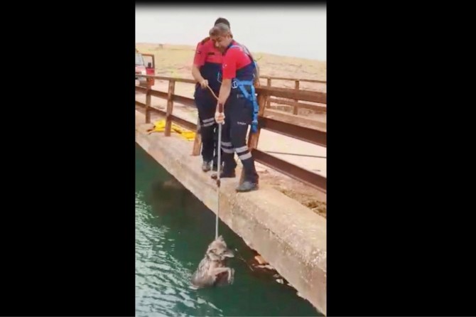 Nusaybin’de “kurt” kurtarma operasyonu