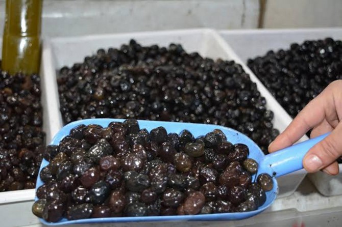 Organik gübre ve sofralık zeytin destekleme kapsamına alındı