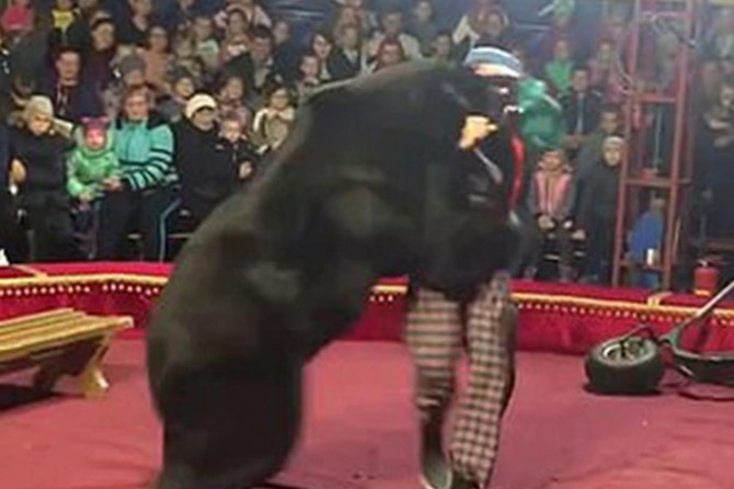 Rusya’da gösteri yapan ayı, eğitmenine saldırdı