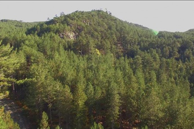 Hedef 7 milyar fidanı toprakla buluşturmak