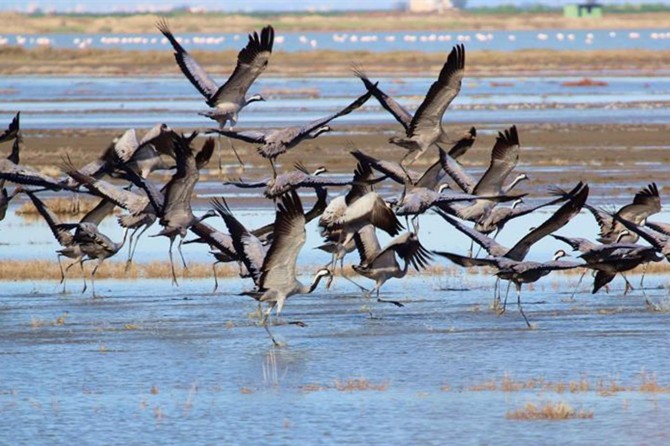 Turnaların göç yolculuğu görsel şölen oluşturdu